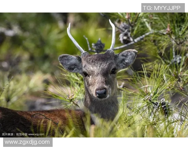 雄鹿栖息地环境变化对其生长繁殖的影响及保护对策分析