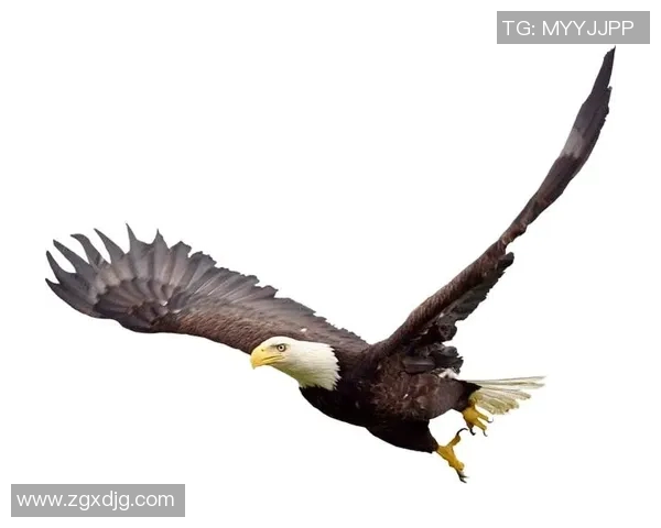 雄鹰翱翔天际展雄风，探索老鹰的生存智慧与自然魅力