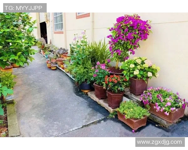 花卉种植技巧与经验分享，打造四季常绿的美丽花园秘诀